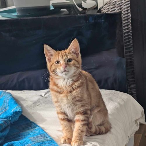 Fred (Ginger)