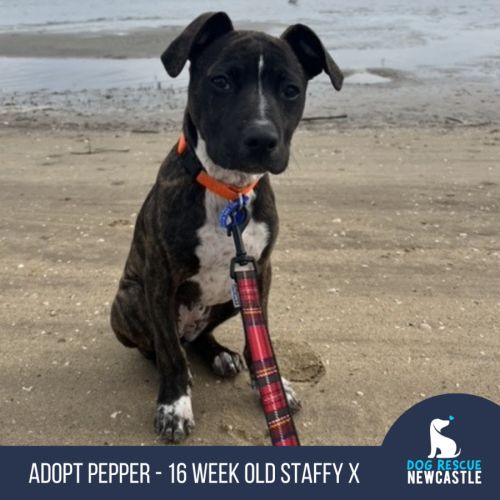 Pepper - 16 Week Old Staffy X (Trial)