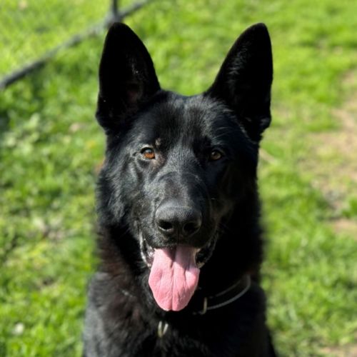 Odin