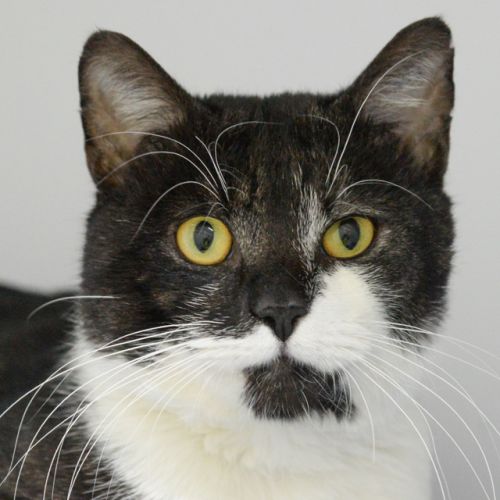 Simon
