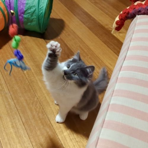 KitKat