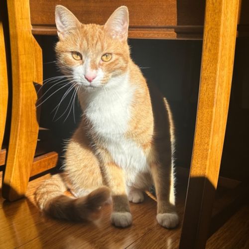 Simba- assisted rehome 🧡