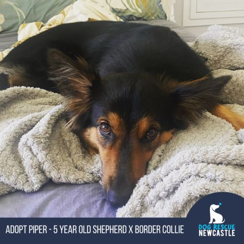 Piper - 5 Year Old Shepherd X Border Collie