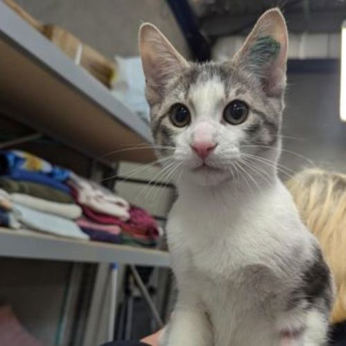 Mochi