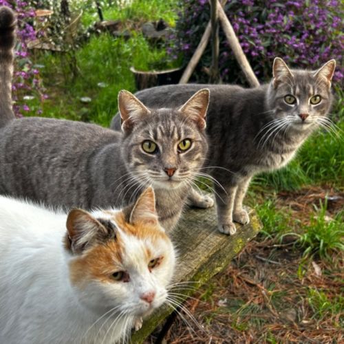 No photo for The Twins Chaffy