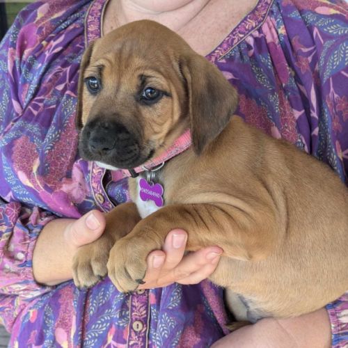 Sadie