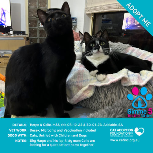 Harpo and Celie 2 for 1 Just $50 for Both Deal!