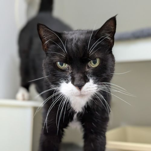 🎨 Pablo Purrcasso 5405🎨