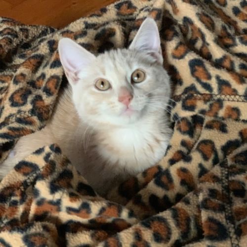 Carter 😸🧡🐈😽