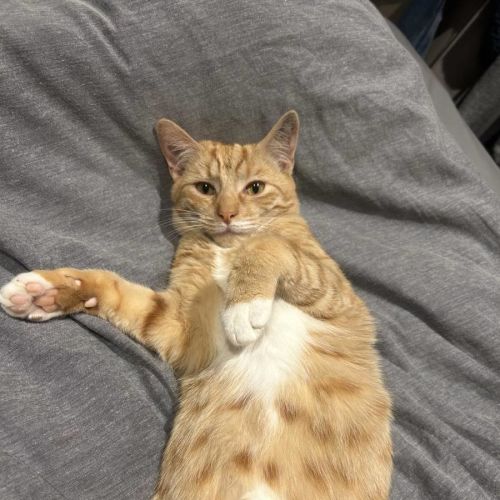 Obi 🧡