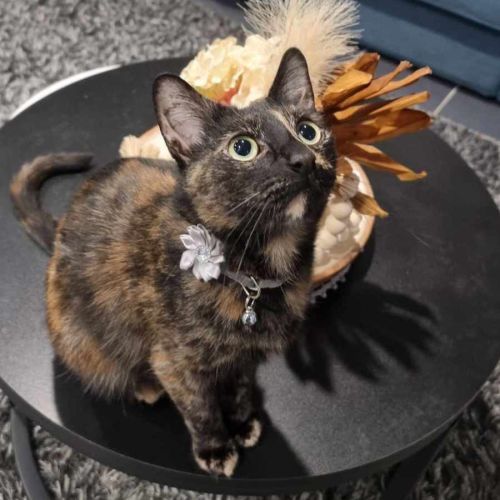Tegan😻