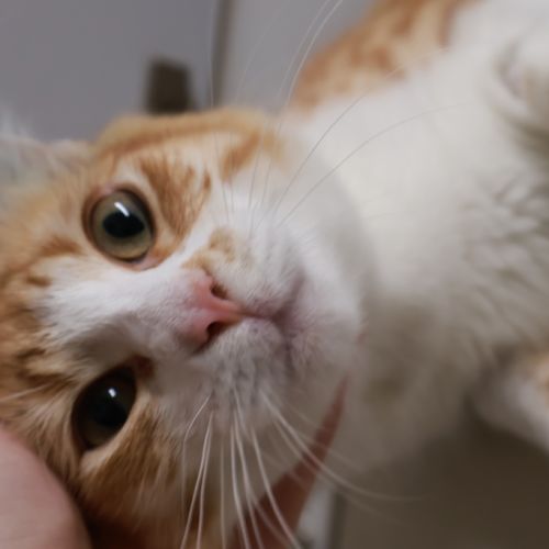 Marmalade