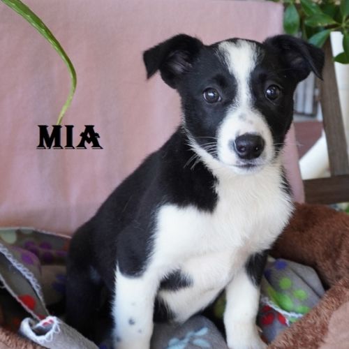 Mia