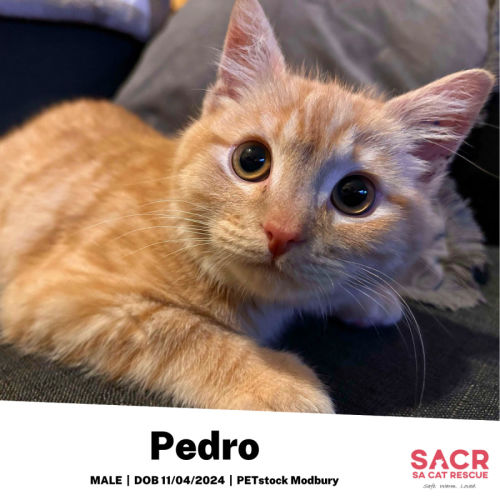 Pedro