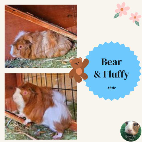 Bear and Fluffy