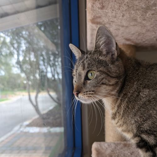 Kora