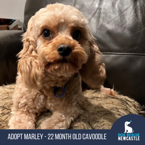 Marley - 22 Month Old Cavoodle