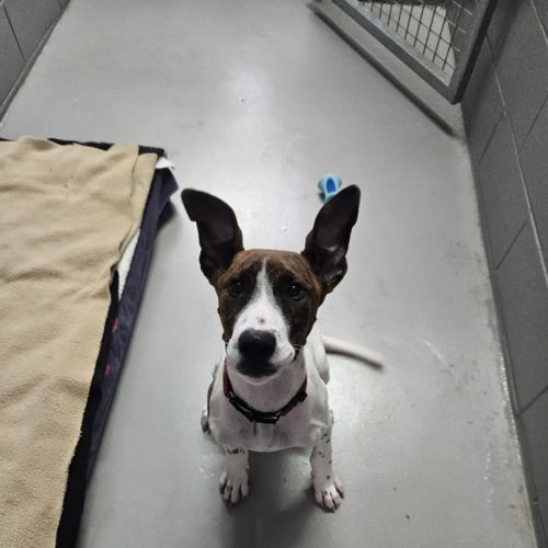 Maggie