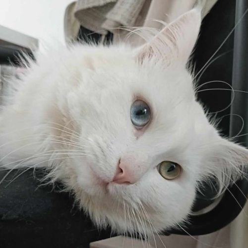 Purrcy
