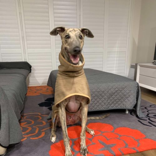 Peanut, the pretty greyhound