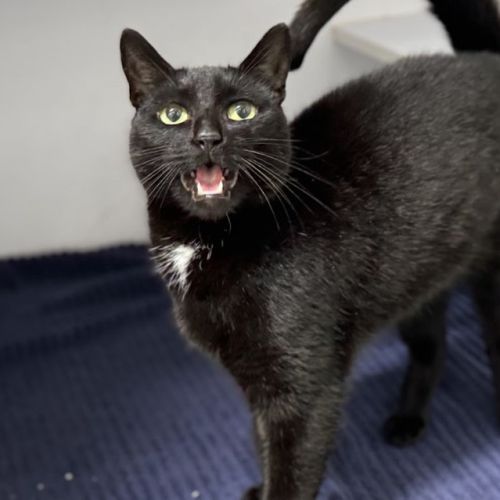 salem