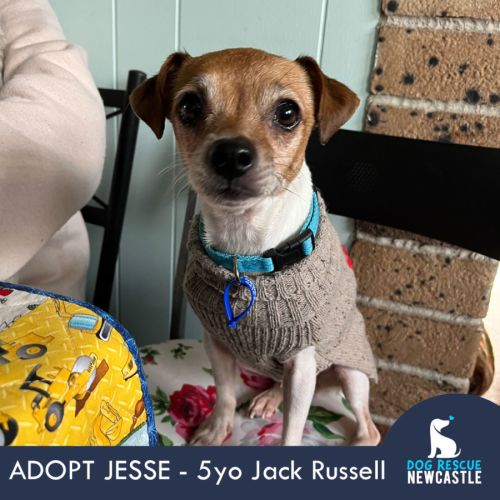 Jesse 💝5yo Jack Russell Terrier(On Trial 26/8/24)