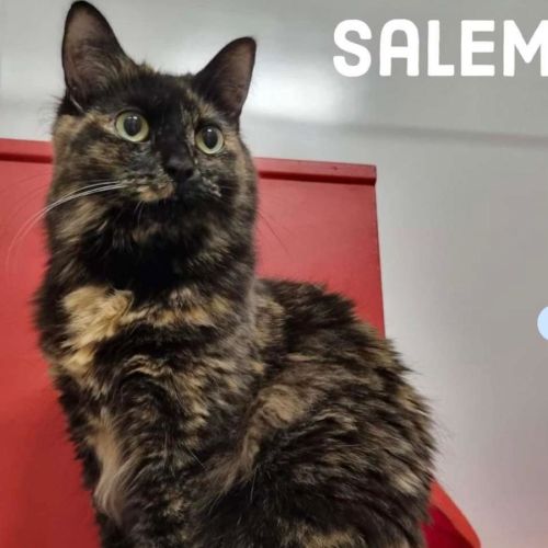 Salem