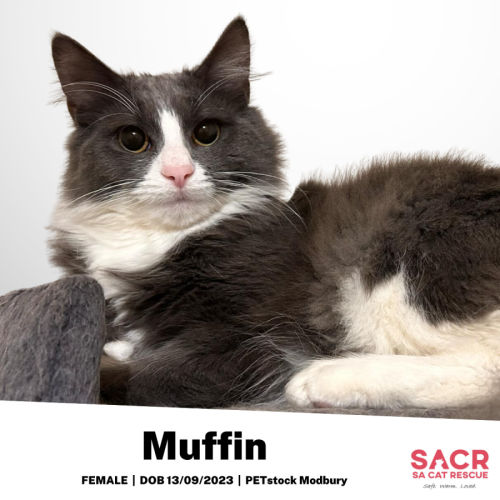 Muffin