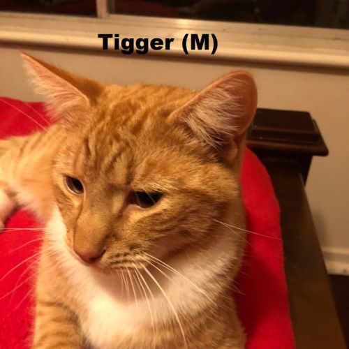 Tigger