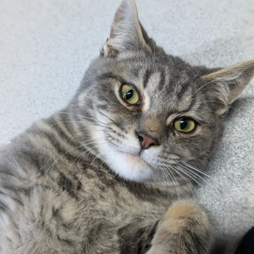 👾 Chops 5440 👾