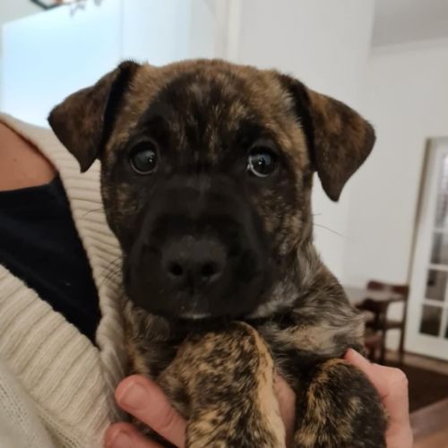 Leila