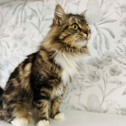 Honeydew - Located in preston