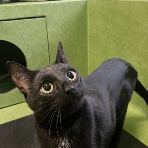Hamlet