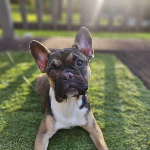Puppanero 