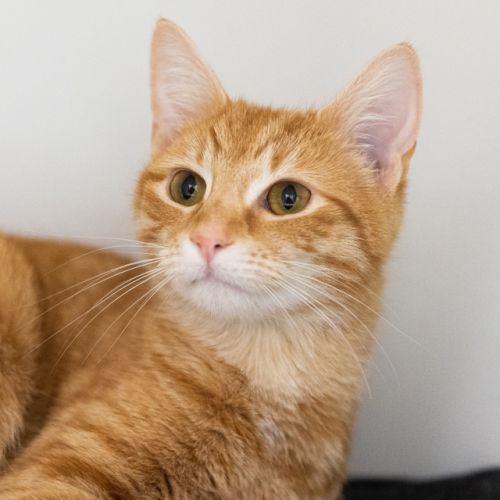 Nala