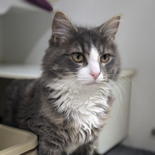 🏹 Asterix 5429 🏹