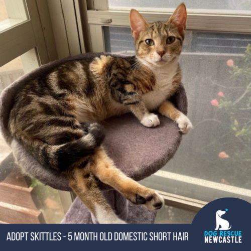 Skittles - 5 Month Old Domestic Short Hair (Trial)