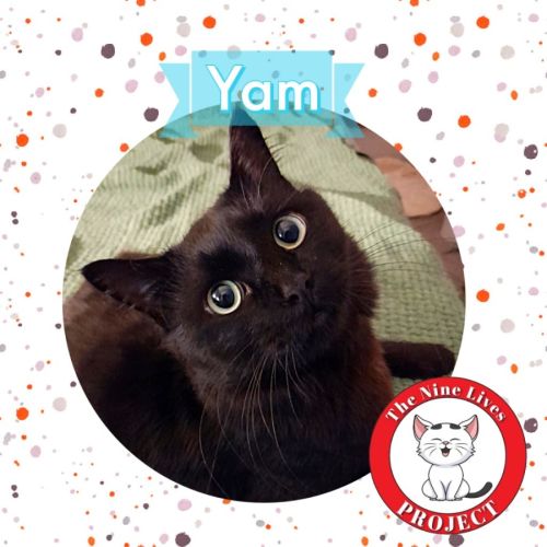 Yam *9 Lives Project Rescue*