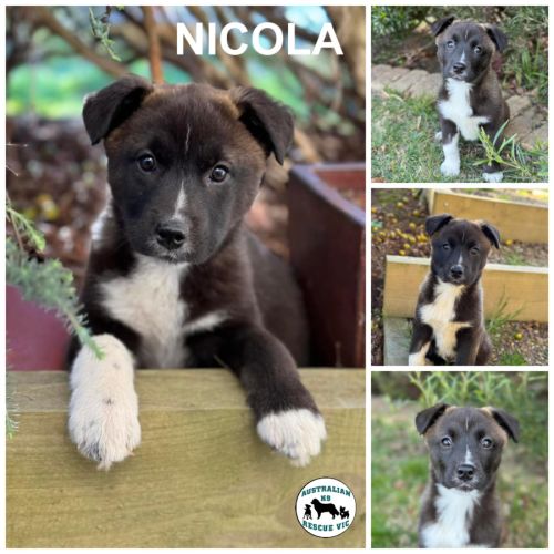 Nicola 