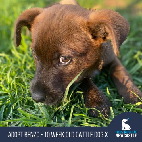 Benzo - 10 Week Old Cattle Dog X Weimaraner