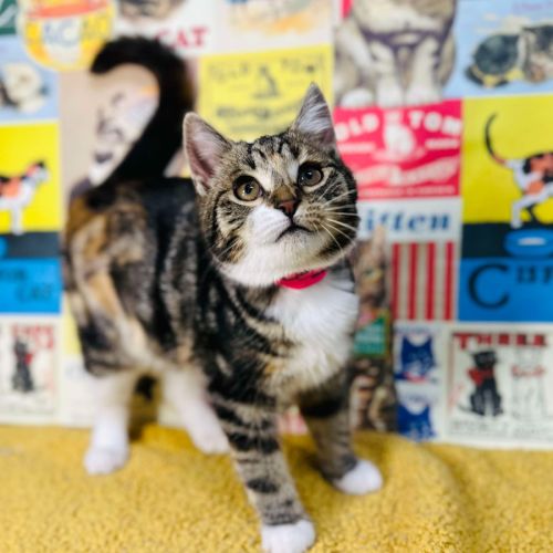 Strawberry - Located in Preston 