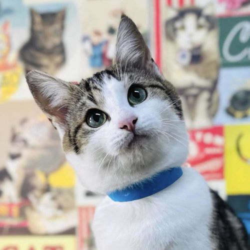 Garry - Located in Preston