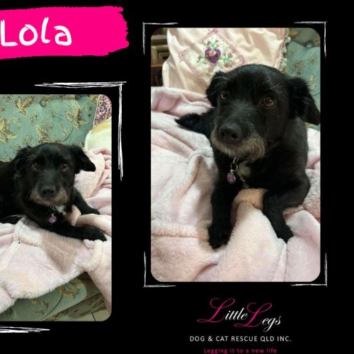 Lola