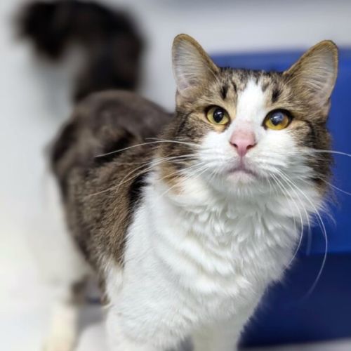 Maja