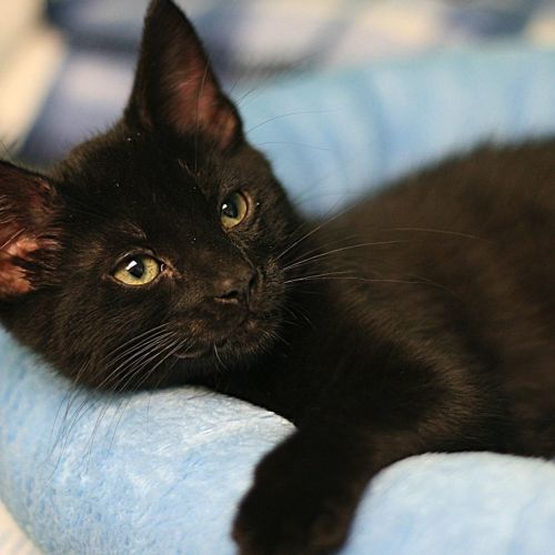 Salem