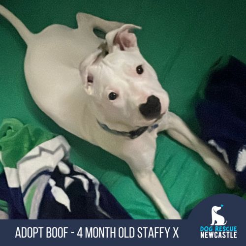 Boof - 4 Month Old Staffy X (Trial)