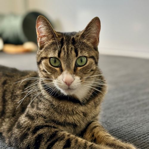 No photo for Lou Lou