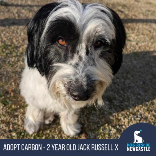 Carbon - 2 Year Old Jack Russell Terrier X (Trial)
