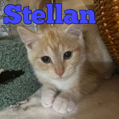 Stellan