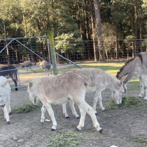 Mini Donkey's